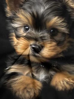 Women's T Shirt Tee Black Dog 3D Print Short Sleeve Daily Weekend Basic Round Neck Regular Fit Painting 5 Women's T Shirt Tee Black Dog 3D Print Short Sleeve Daily Weekend Basic Round Neck Regular Fit Painting -Outlet Suit Skirt Fit Store clivzk1697801780900